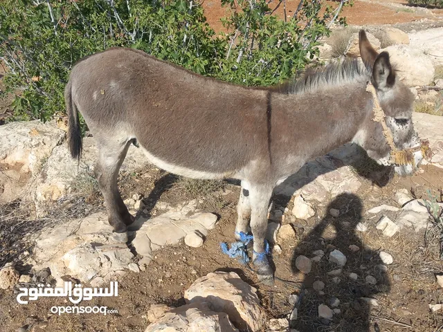 حمار ازرق كفالة هادي