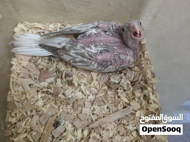 للبيع كوكتيل