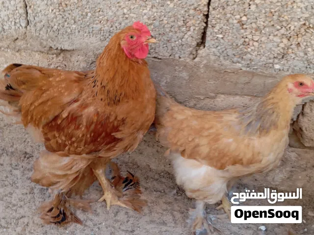 كوبيه براهما ليموني ربي يبارك أقر الوصف