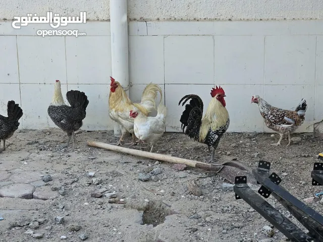 دجاج وديك محلي