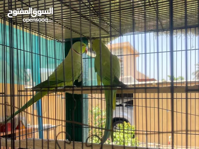 طيور 2 بغبغاء للبيع ذكور واناث وطير حب مع كوكتيل