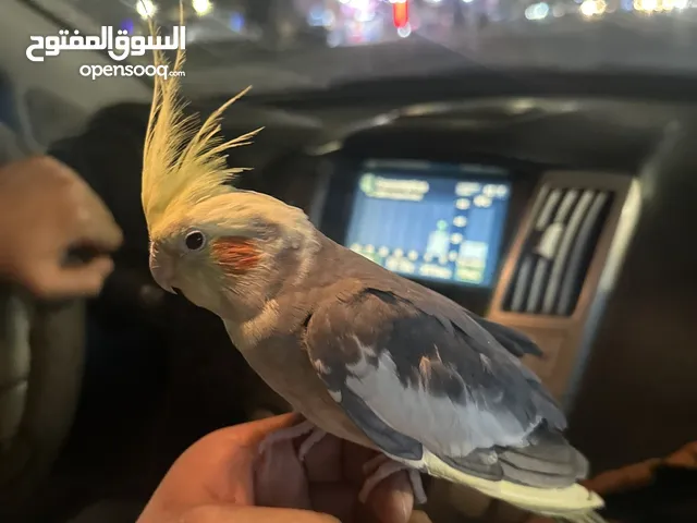 كوكتيل اليف