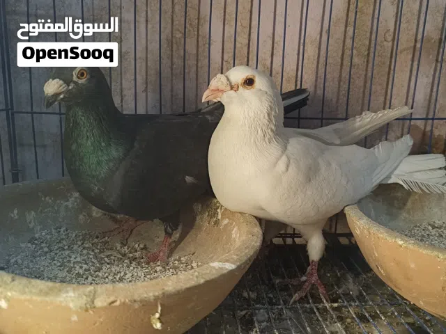 حمام الكرزلي شغل