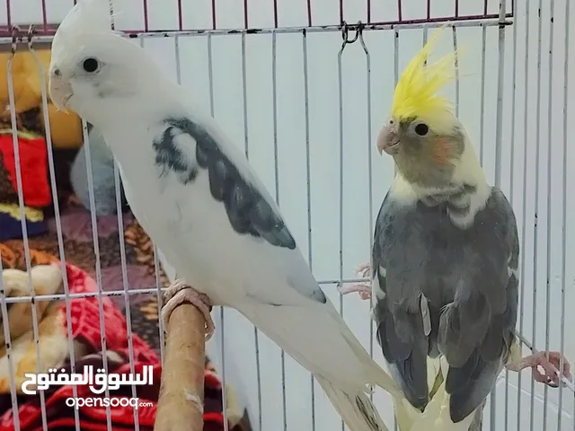 زوج كوكتيل اليفات انكليزي اليفات مراوس