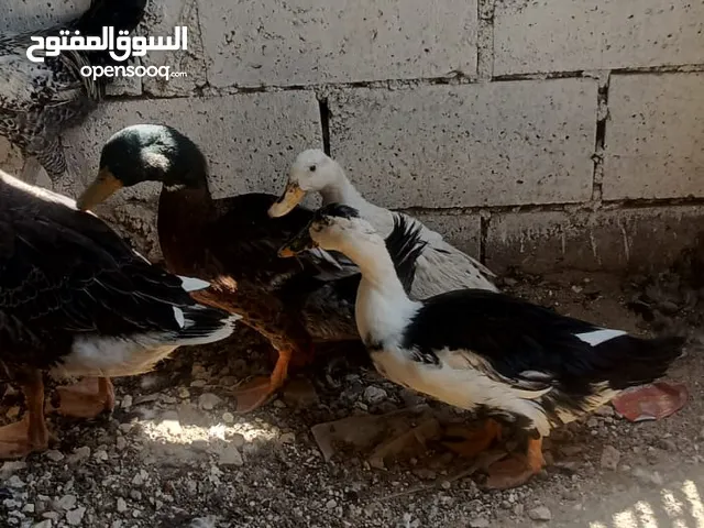 مطلوب بيض بط وبيض حبش