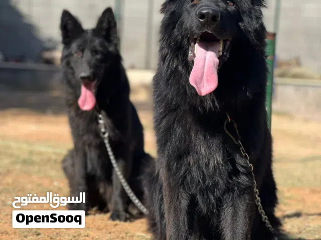 دكر و انتاية جيرمين شيبرد بلاك رويال