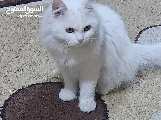 قطه شيرازي للبيع اقره لوصف