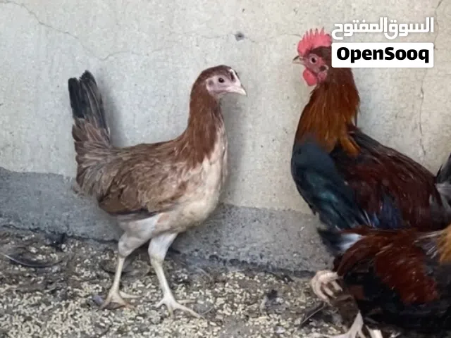 كويتي فروجة وديج