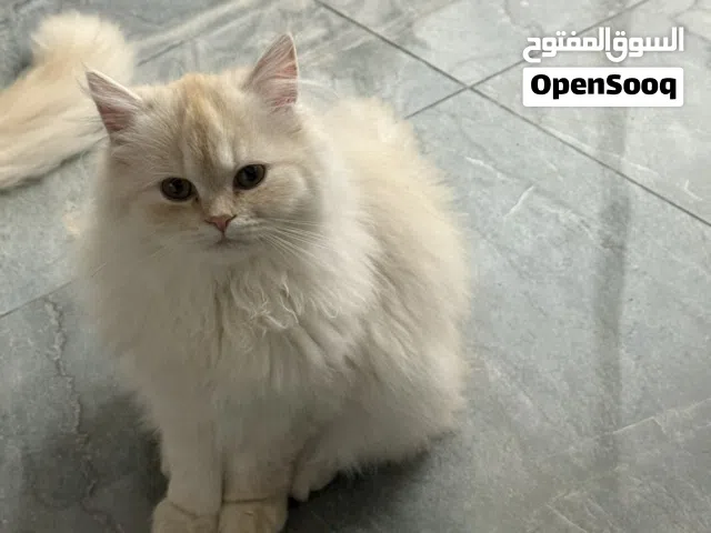 Pure persian kitten