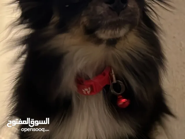 كلب شيواوا
