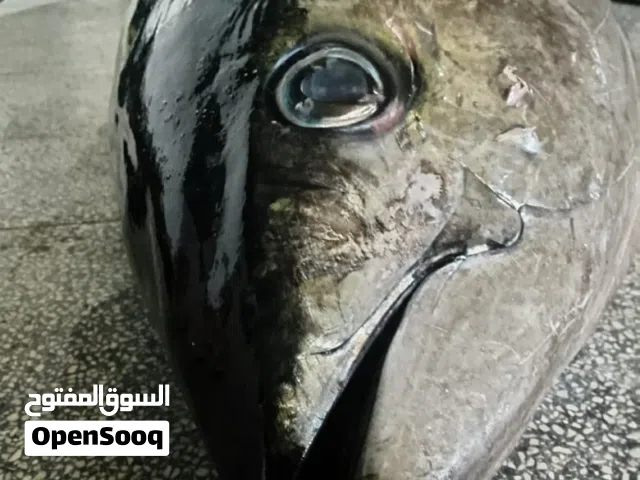 جيذر قرياتي