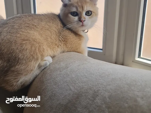 قط سكوتش صغير