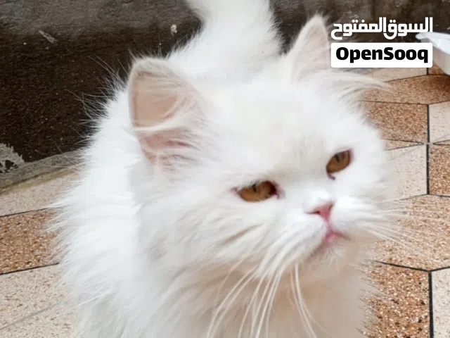 قطط اليفة تبني