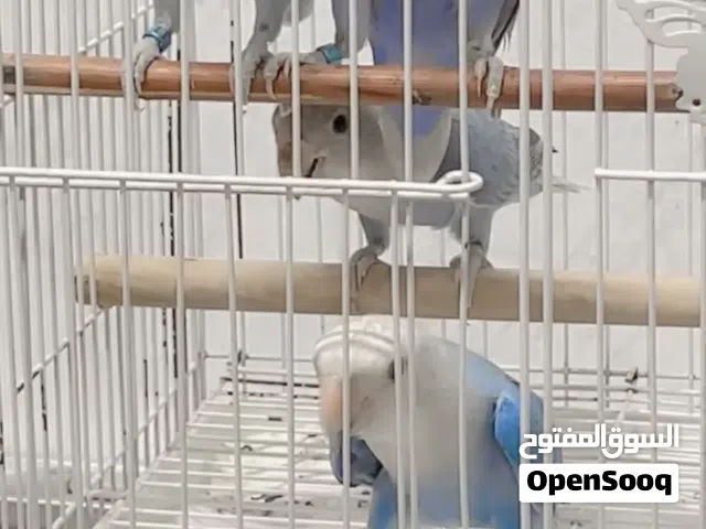 لوف بيرد ابلاين روز Love Bird Upline Rose