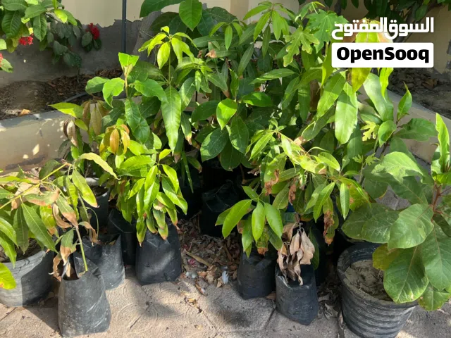 شتلات زراعيه للبيع