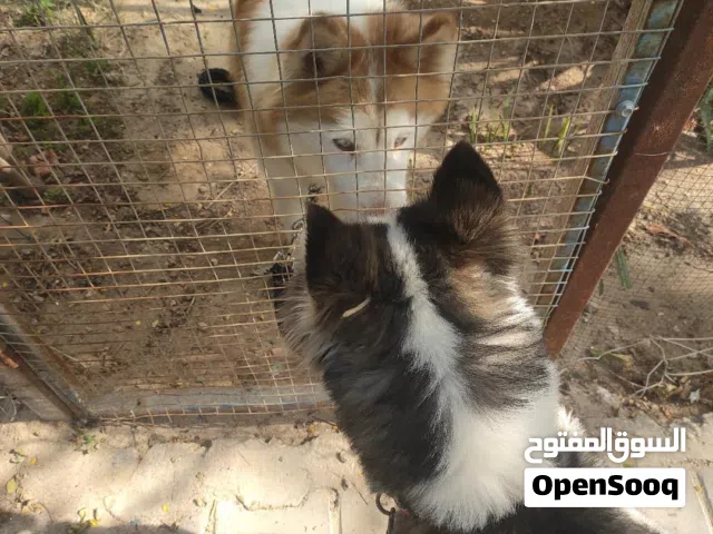 هاسكي ذكر ونثيه من احسن انواع الهاسكي