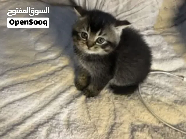 قطه سكوتش ستريت عمر 50 يوم