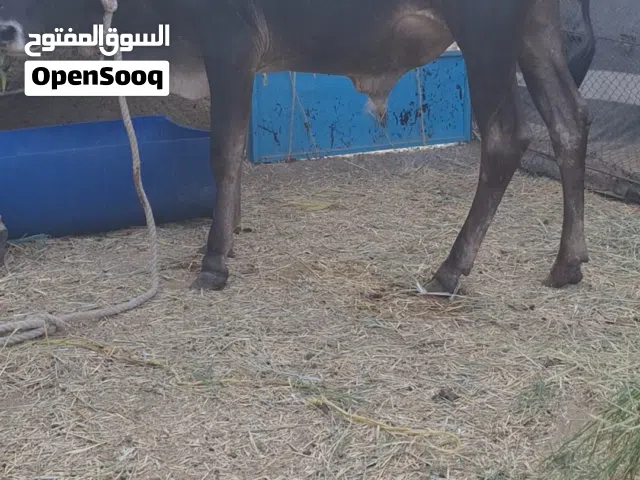 للبيع عجل سمين فووول ماشاءالله تبارك الرحمان