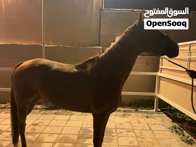 خيل انقليزي خصي للبيع