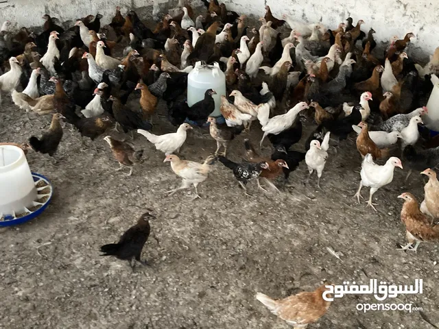 2025 بيع الدواجن