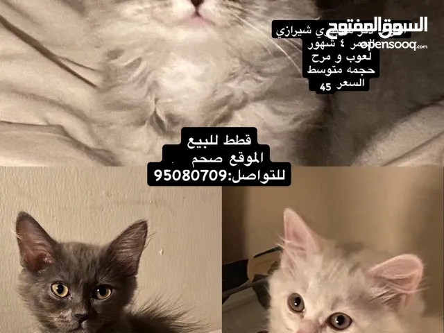 قطط منزلية صغيرة للبيع