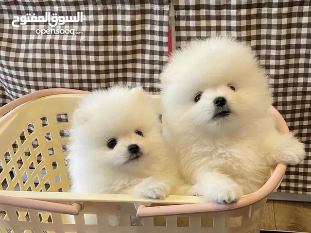 Adorable 12-Week-Old Pomeranian Puppies for Sale – Male & Female Available!