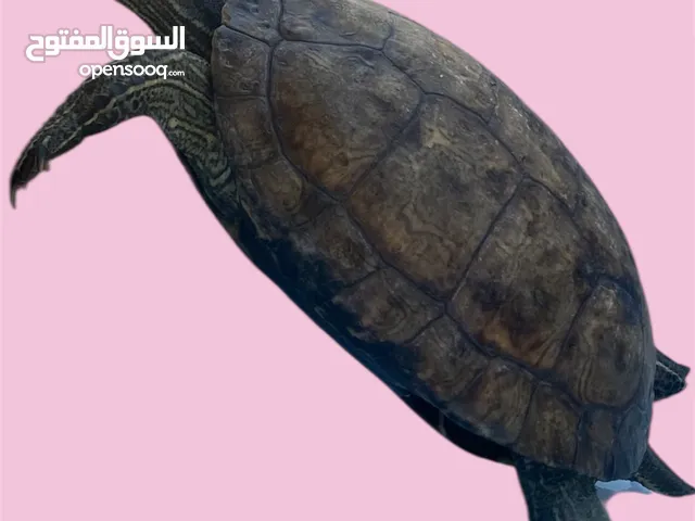 سلحفاة مائيه كبيره للبيع