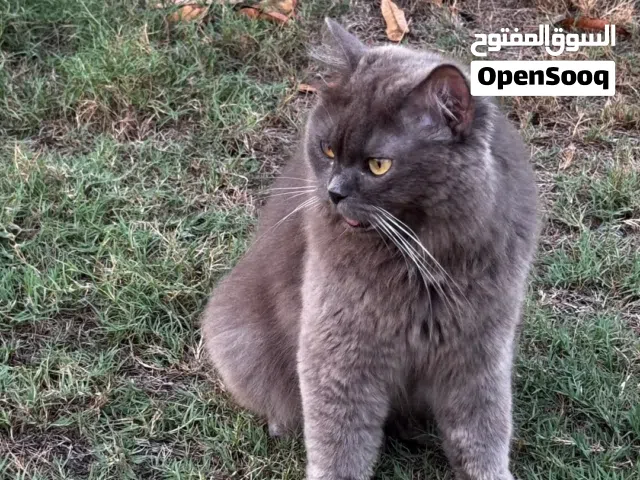 قطة شيرازيه للبيع