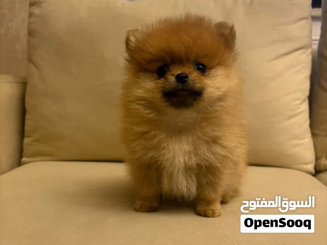 العمر شهرين