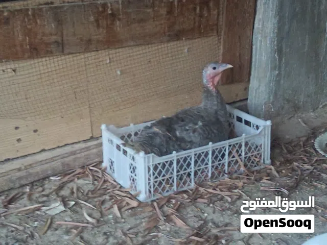جاجة حبش راقده ع 19 بيضات