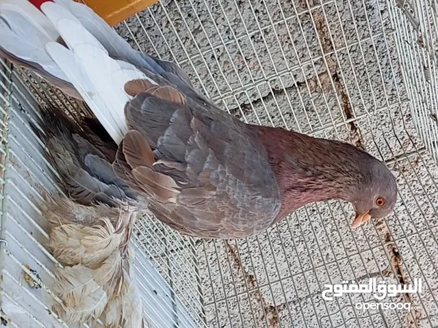 كوبيه هزاز وزوز دكورة