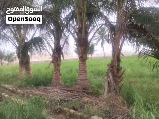 coconut tree for sale