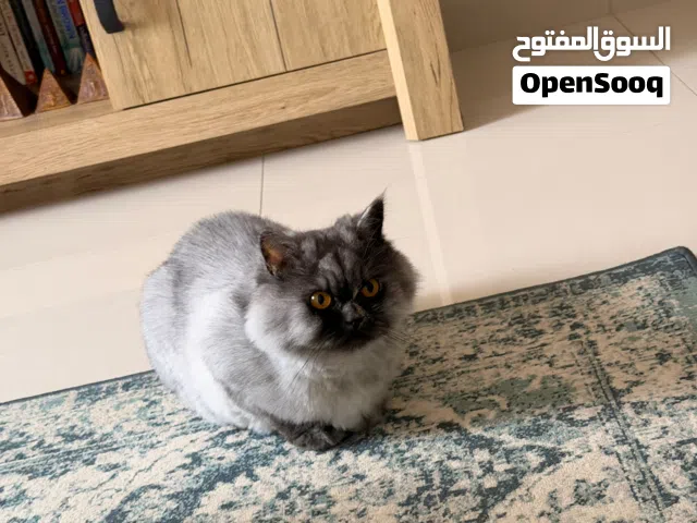 قطة مكس scotch-persian