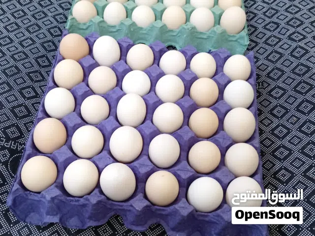 بيض دجاج ابو ركيبه ملقح للبيع