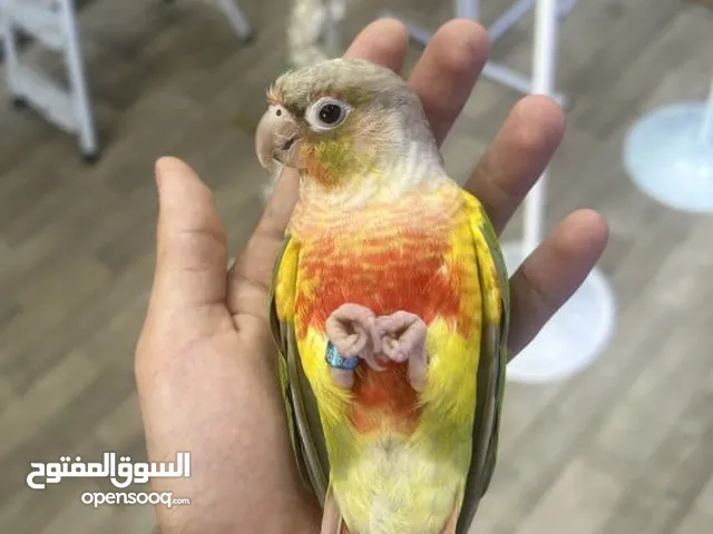 محتاج كنيور او كوكتيل أليف