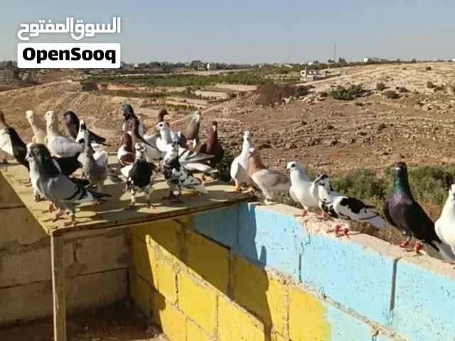طيور حمام للبيع