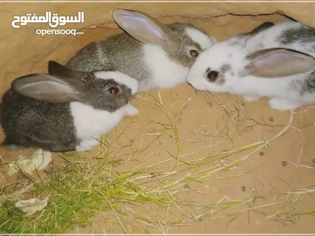 3أرنب الامنيات العمر شهرين ومعها مكان ترهونه