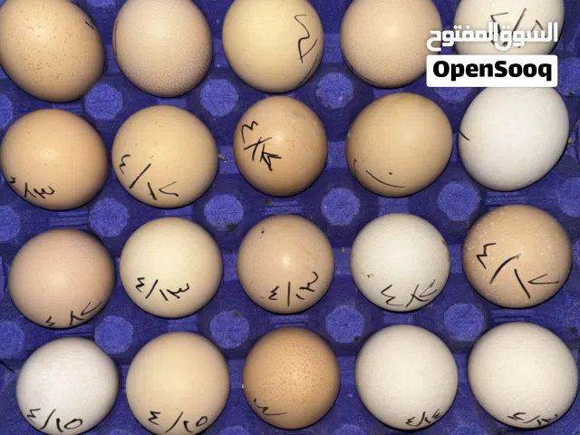 بيض براهما من الفواخر ما شاء الله