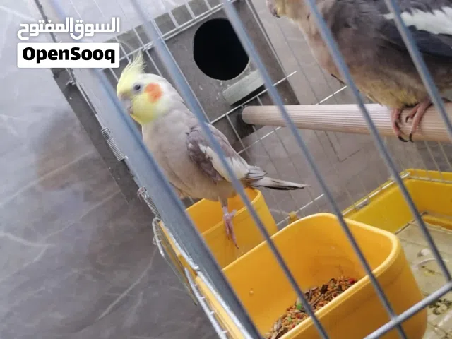 متاح جوز كوكتيل شغالات