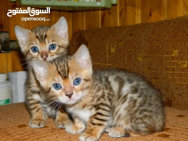 Male and female Bengal Kittens for a new home