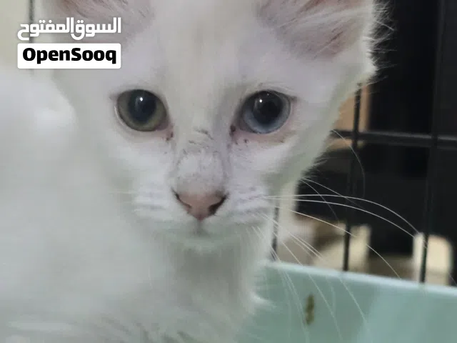 Turkish angora kitten female