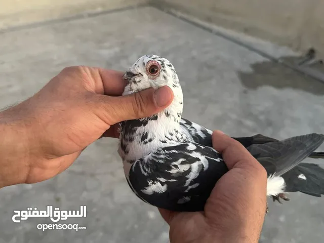 تنظيف سطح جوزين بسعر حرق