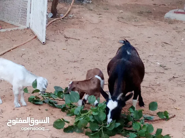 ماعز كردي تحتها زوز