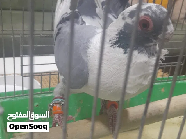 طير حمام للبيع
