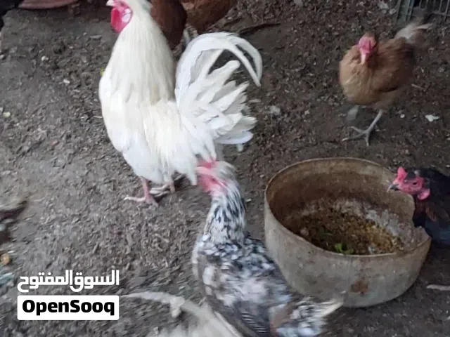 دجاج عرب وكويتي للبيع ابو الخصيب