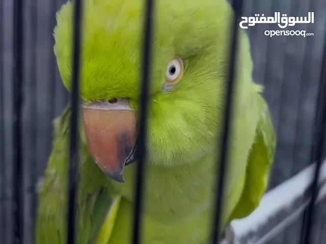 ببغاء دره متكلم ونشيط وصحته ممتازه
