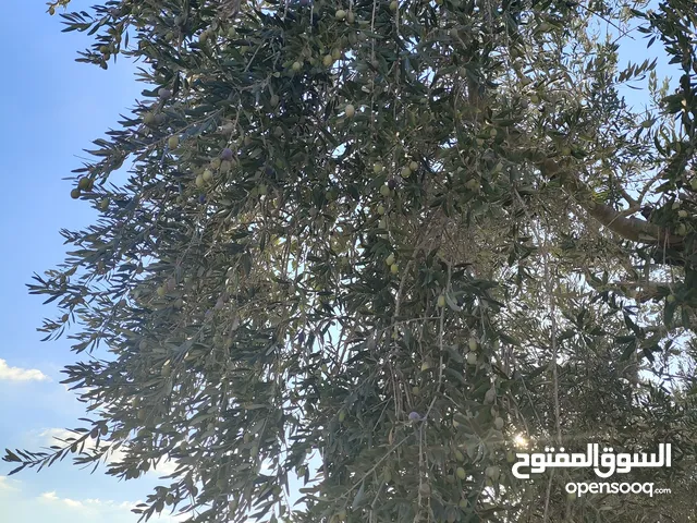 اربع دونمات منطقة أ يصلها كافة الخدمات للبيع بسعر مغري