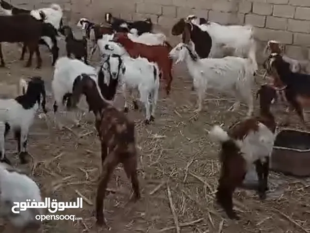 صخول مطافيل وبيهن حاطات علة اولاد وبيهن يفرات راكبات مكاني أبو الخصيب جامع شهيد طه كلمن وسعرة