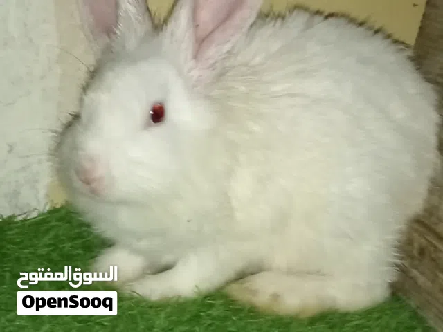 ارنب انثى للبيع الحجم الكبير