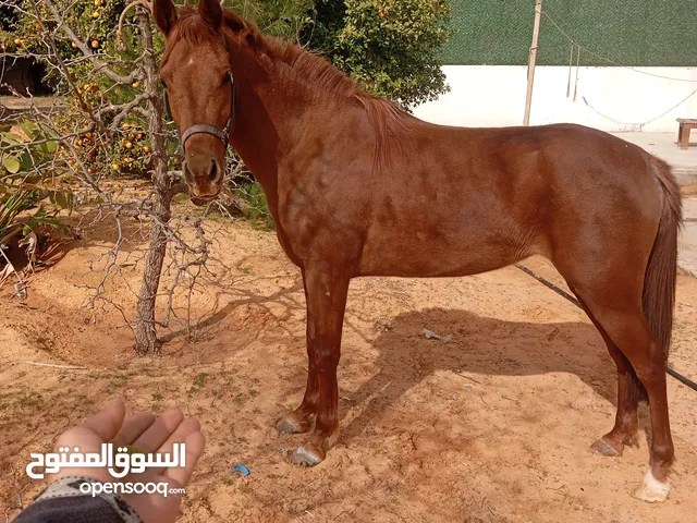 فراس عربية 100/100